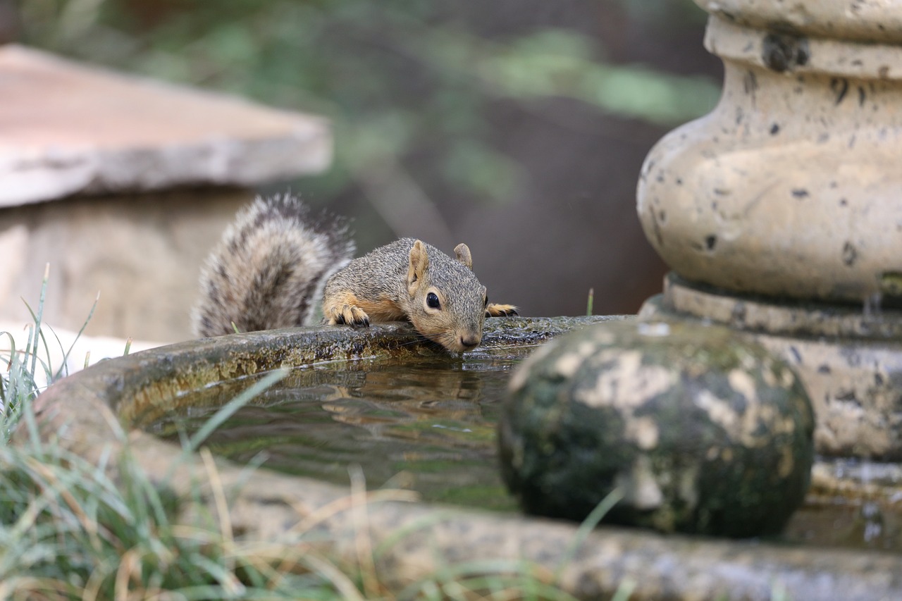 Creating a Wildlife-Friendly Backyard